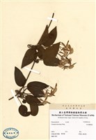 藏品(毛柱鐵線蓮)的圖片